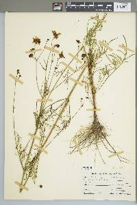 Coreopsis basalis image