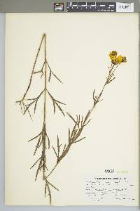 Coreopsis palmata image