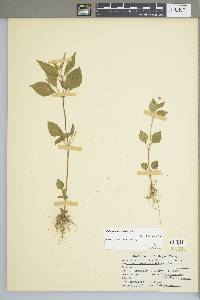 Galinsoga parviflora image