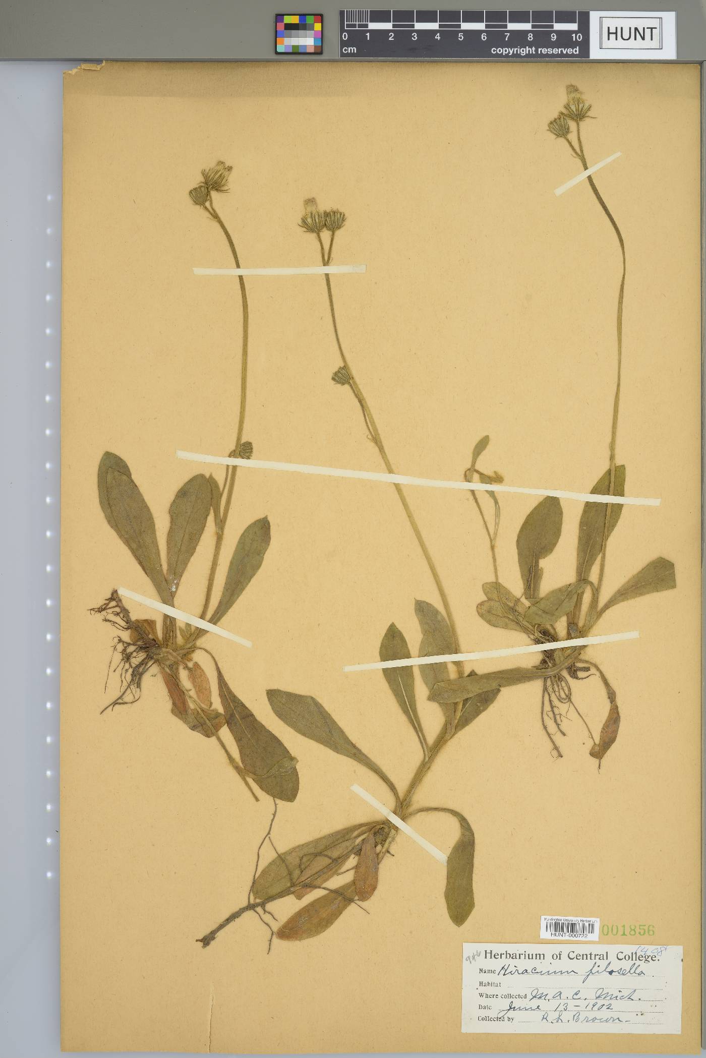 Hieracium pilosella image