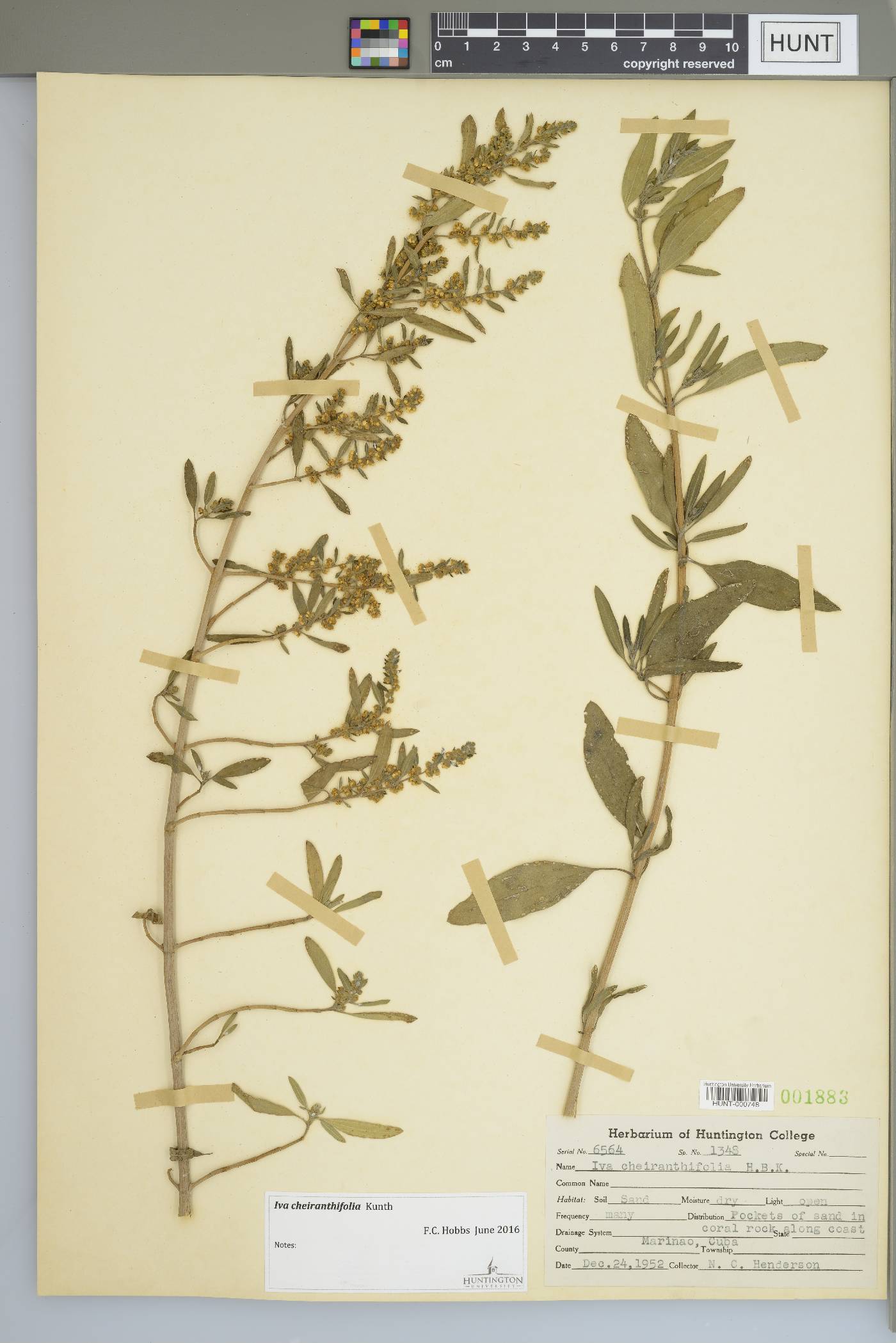 Iva cheiranthifolia image