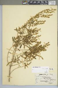 Iva cheiranthifolia image