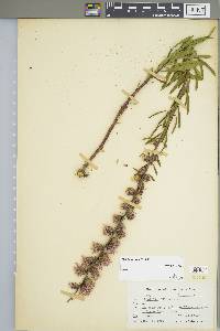 Liatris scariosa image