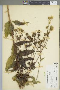 Silphium asteriscus var. trifoliatum image