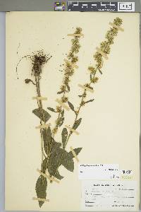 Solidago hispida image