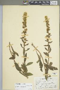 Solidago hispida image