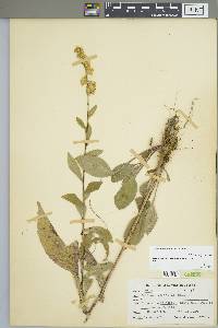 Solidago patula image