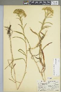 Solidago riddellii image