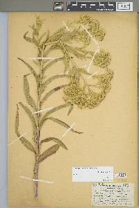 Solidago riddellii image