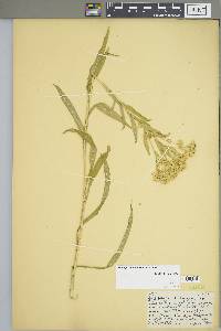 Solidago riddellii image