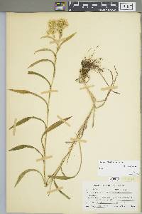 Solidago riddellii image