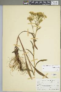 Solidago riddellii image