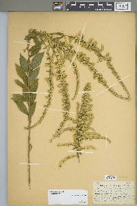 Solidago rugosa subsp. aspera image