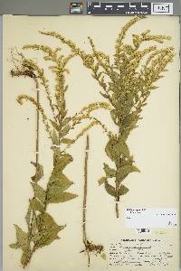 Solidago rugosa subsp. aspera image