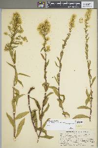 Solidago simplex var. gillmanii image