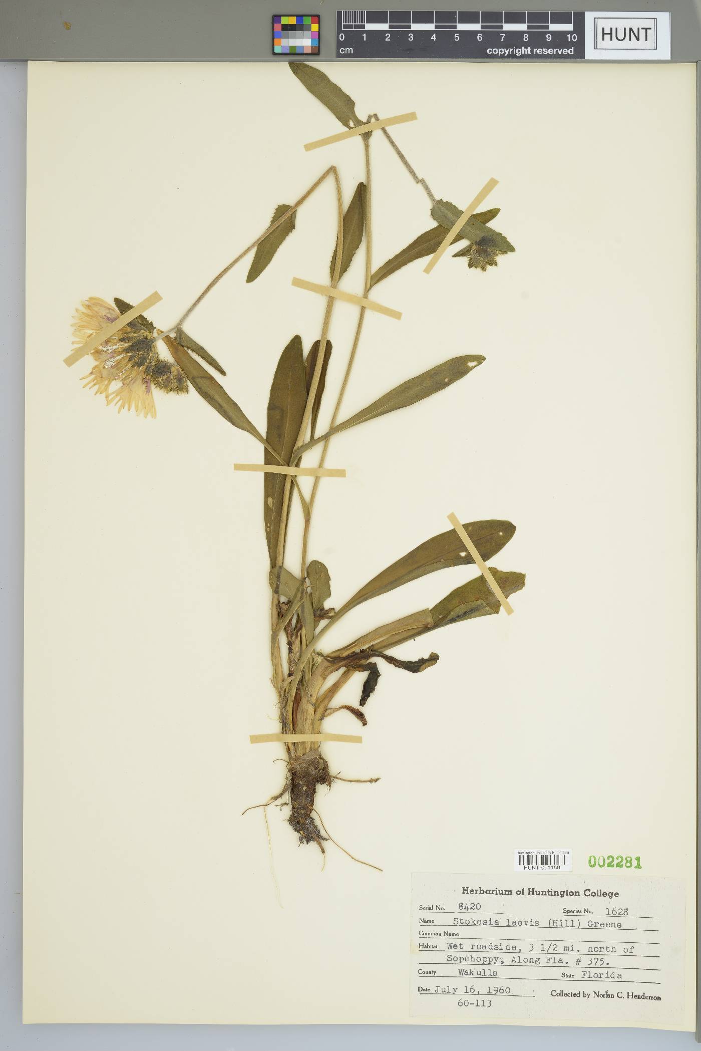 Stokesia laevis image