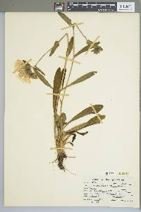 Stokesia laevis image