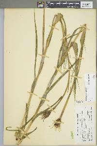 Tragopogon porrifolius image