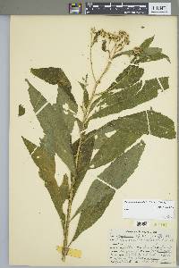 Verbesina alternifolia image