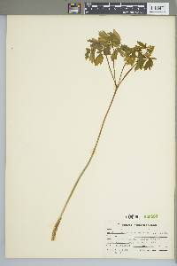 Caulophyllum thalictroides image