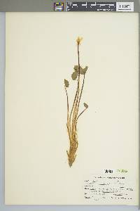 Jeffersonia diphylla image