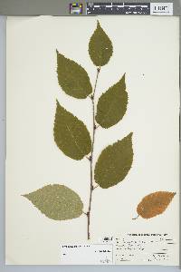 Betula alleghaniensis image