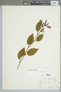 Betula alleghaniensis image