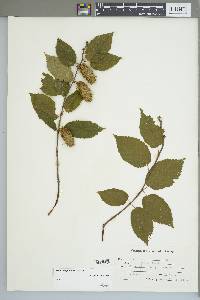 Betula alleghaniensis image