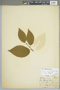 Betula alleghaniensis image