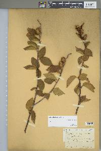 Betula alleghaniensis image