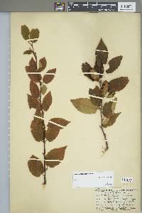 Betula alleghaniensis image