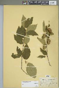 Betula alleghaniensis image