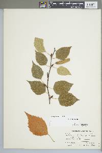 Betula papyrifera image