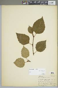 Betula papyrifera image