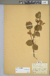 Betula papyrifera image