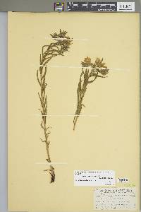 Lithospermum caroliniense var. croceum image