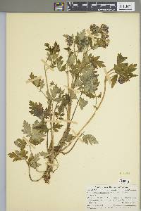 Phacelia bipinnatifida image