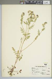 Phacelia purshii image