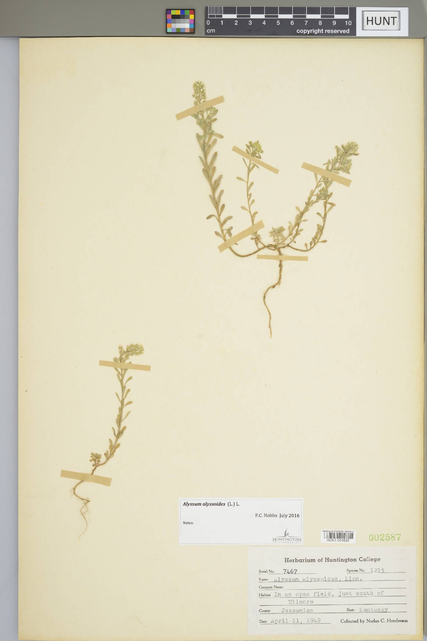 Alyssum alyssoides image