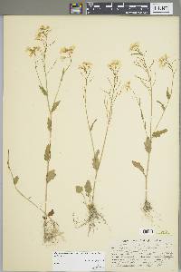 Cardamine bulbosa image