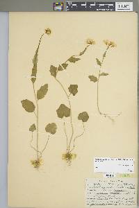 Cardamine bulbosa image