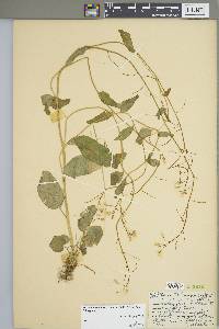 Cardamine bulbosa image