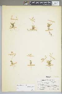 Draba reptans image