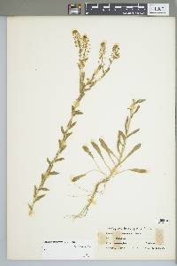 Lepidium campestre image