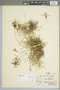 Tillandsia recurvata image