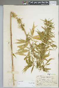 Cannabis sativa image