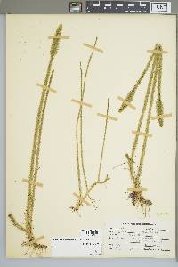 Lycopodiella alopecuroides image