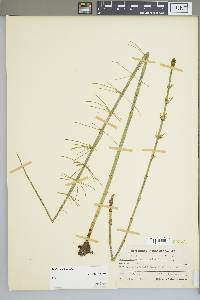 Equisetum fluviatile image