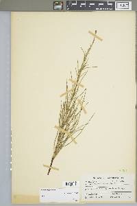 Equisetum fluviatile image