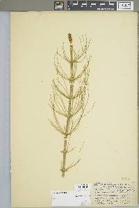 Equisetum fluviatile image